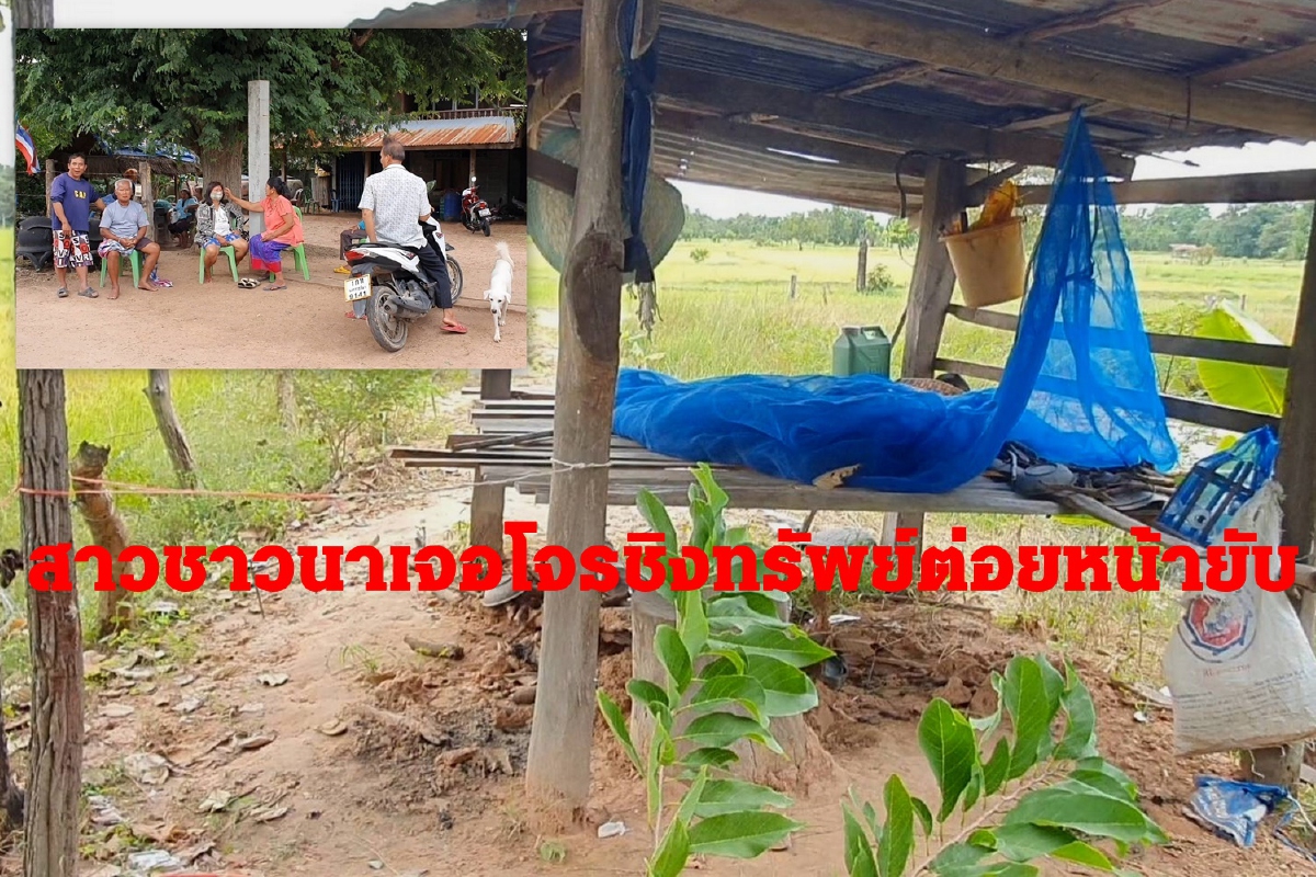สาวใหญ่ตีข้าวออกรวงกระท่อมปลายนา ถูกโจรชิงทรัพย์ต่อยยับกลางวันแสกๆ สาวใหญ่ตีข้าวออกรวงกระท่อมปลายนา ถูกโจรชิงทรัพย์ต่อยยับกลางวันแสกๆ