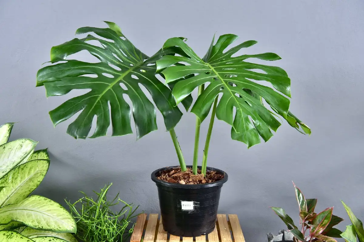 ช้อปผลิตภัณฑ์คุณภาพ ตรวจดวงชะตากับนักโหราศาสตร์ ในงาน “สานสายใยเพื่อผลิตภัณฑ์สายใจไทย”