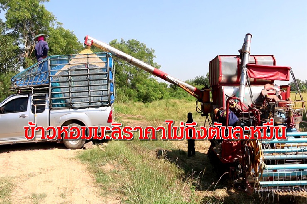 ชาวนาเศร้า!เกี่ยวข้าวหอมมะลิขายโรงสีราคาไม่ถึงตันละหมื่นบาท ชาวนาเศร้า!เกี่ยวข้าวหอมมะลิขายโรงสีราคาไม่ถึงตันละหมื่นบาท