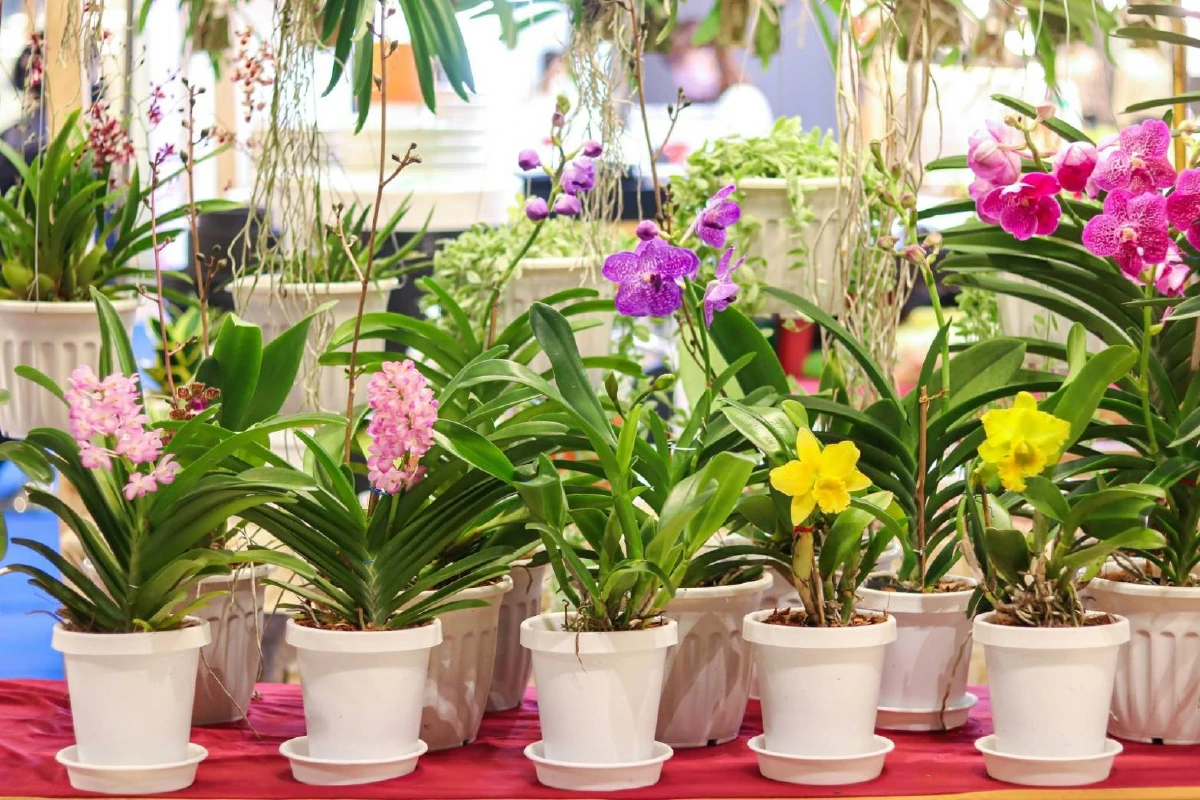 ชมประติมากรรมดอกกล้วยไม้นับแสนดอกในคอนเซ็ปต์ 'ความงามอันลึกลับใต้ท้องทะเลลึก'