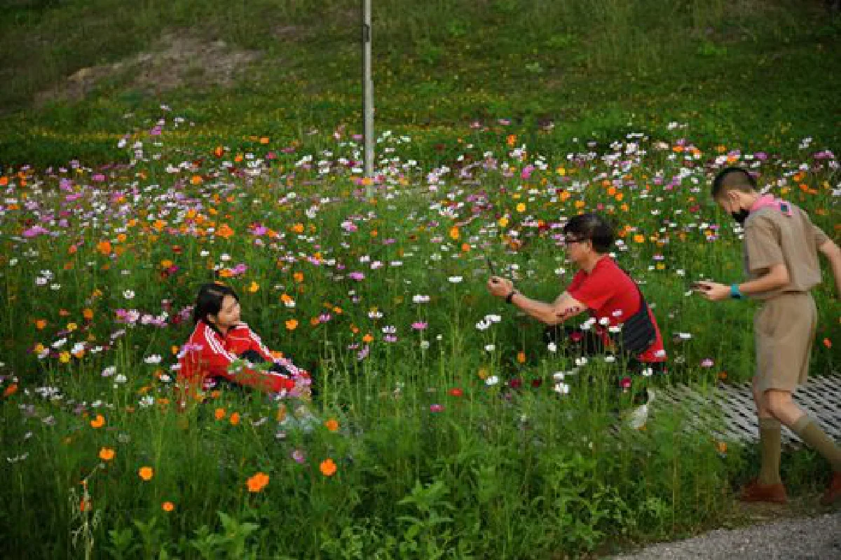 เปิดแล้ว!!! ท่องเที่ยวแม่เมาะ เนรมิตทุ่งดอกบัวตอง ติดไฟ LED นับหมื่นดวง