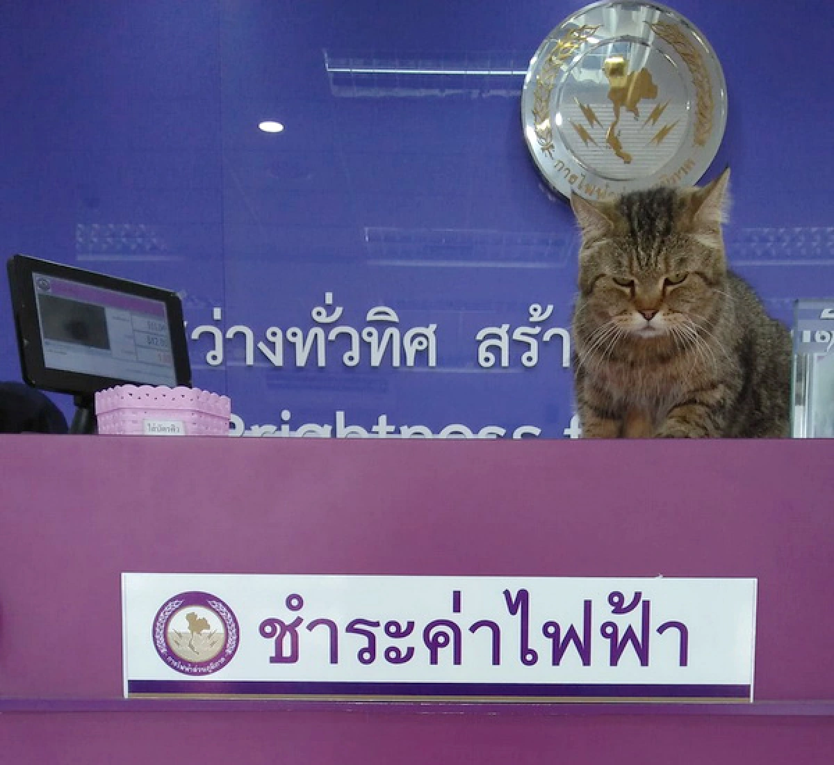 ฮือฮา! การไฟฟ้าทุ่งเสลี่ยมแต่งตั้งแมว“พี่คุ้ง”เป็นผู้ช่วยรปภ.แฟนคลับตรึม