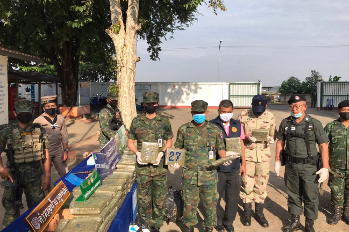 กัญชาอยู่ในช่วงฤดูเก็บเกี่ยว เดือนเดียว นรข.นครพนมยึดได้กว่า2ตัน