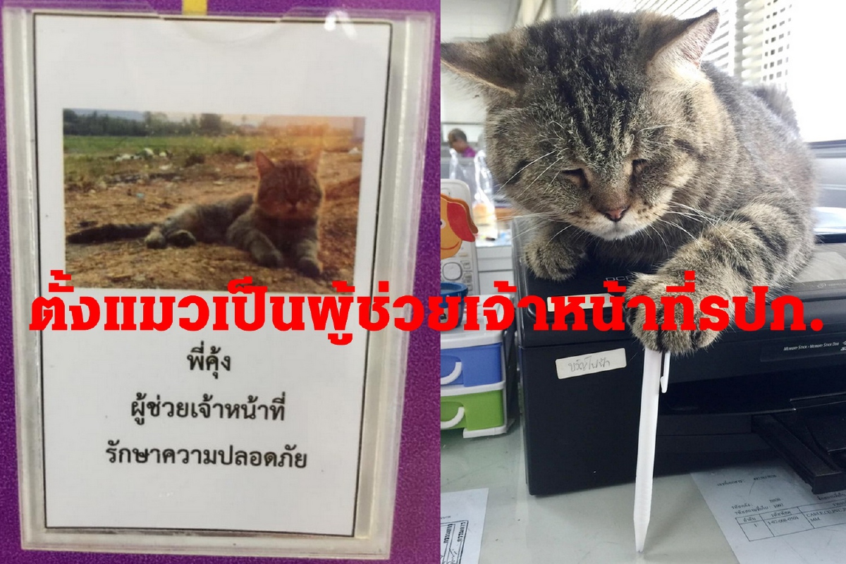 ฮือฮา! การไฟฟ้าทุ่งเสลี่ยมแต่งตั้งแมว“พี่คุ้ง”เป็นผู้ช่วยรปภ.แฟนคลับตรึม ฮือฮา! การไฟฟ้าทุ่งเสลี่ยมแต่งตั้งแมว“พี่คุ้ง”เป็นผู้ช่วยรปภ.แฟนคลับตรึม