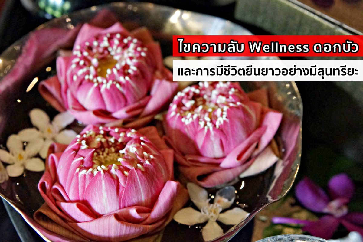 ไขความลับ Wellness ดอกบัว และการมีชีวิตยืนยาวอย่างมีสุนทรียะ ไขความลับ Wellness ดอกบัว และการมีชีวิตยืนยาวอย่างมีสุนทรียะ