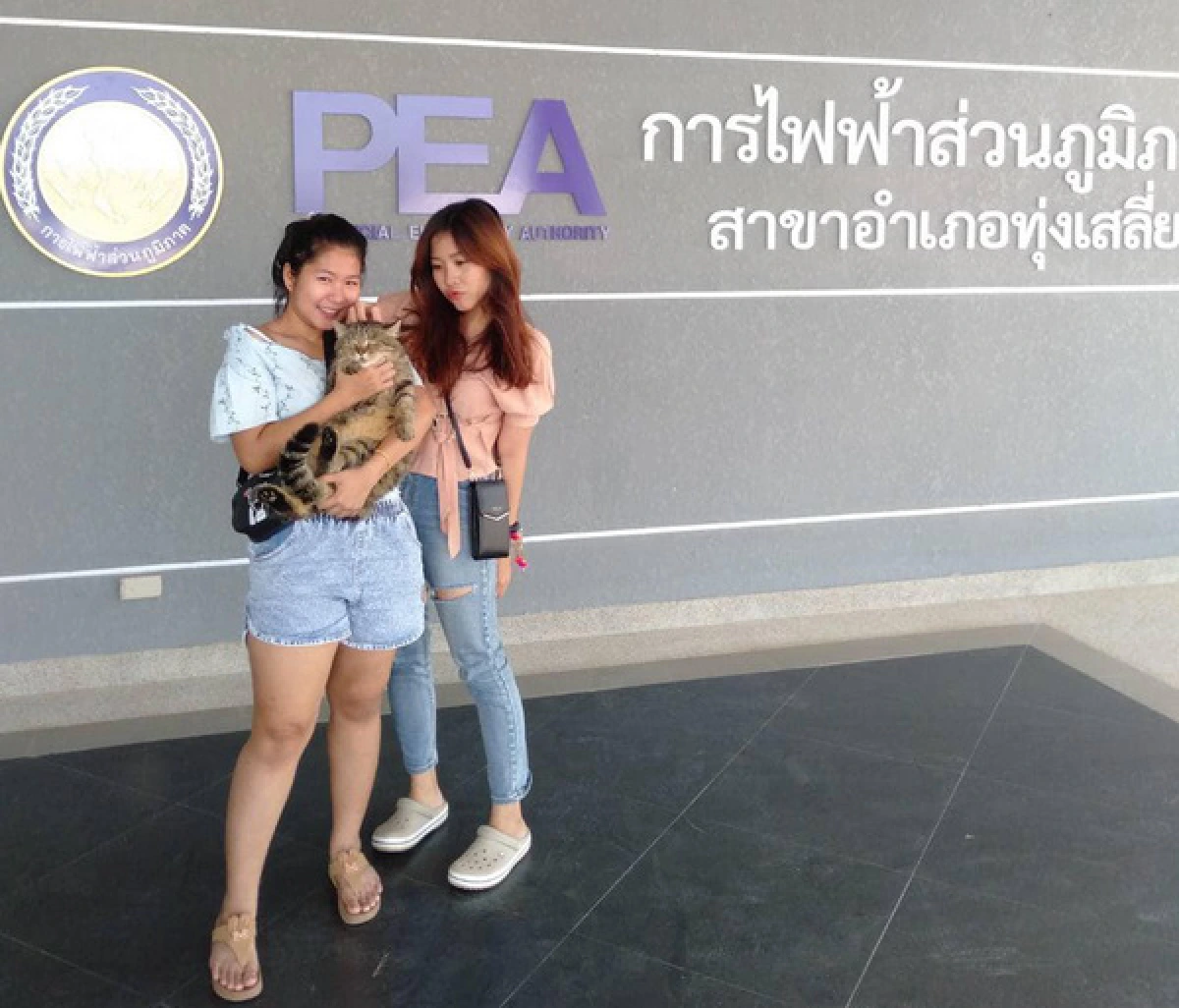 ฮือฮา! การไฟฟ้าทุ่งเสลี่ยมแต่งตั้งแมว“พี่คุ้ง”เป็นผู้ช่วยรปภ.แฟนคลับตรึม