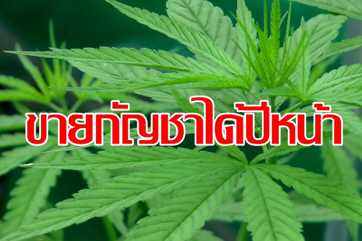 ยาสูบเดินหน้าปลูกกัญชง-กัญชาขายปีหน้า ยาสูบเดินหน้าปลูกกัญชง-กัญชาขายปีหน้า
