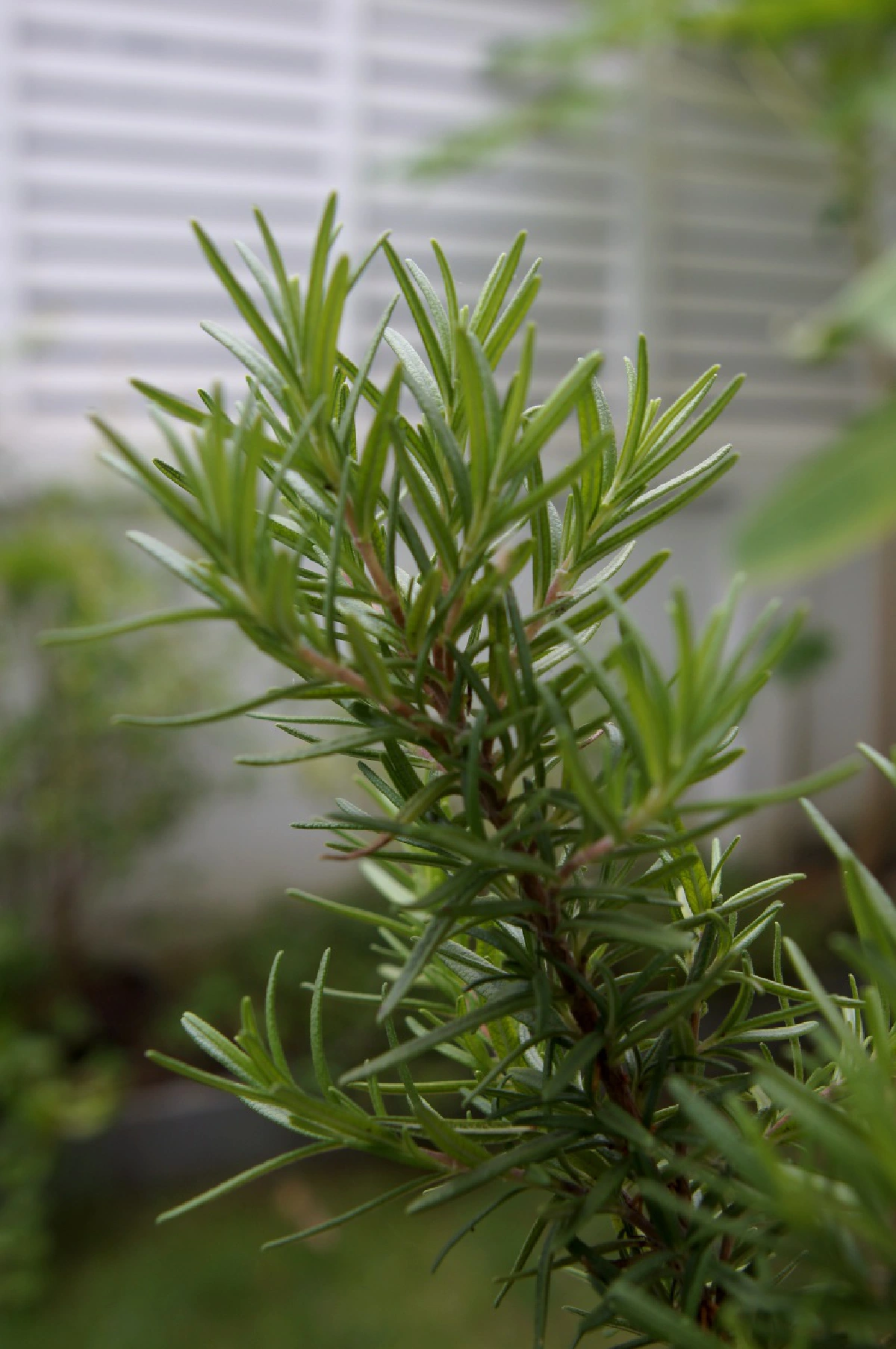 Laluka Pizza พิซซ่าของคนลำลูกกา..ความตั้งใจที่ได้ใจไปเต็มๆ