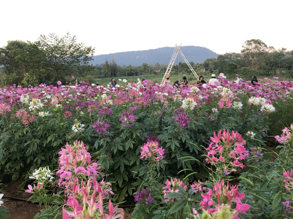 นักท่องเที่ยวแห่เซลฟี่ทุ่งดอกไม้สัมผัสอากาศหนาววังน้ำเขียวคึกคัก