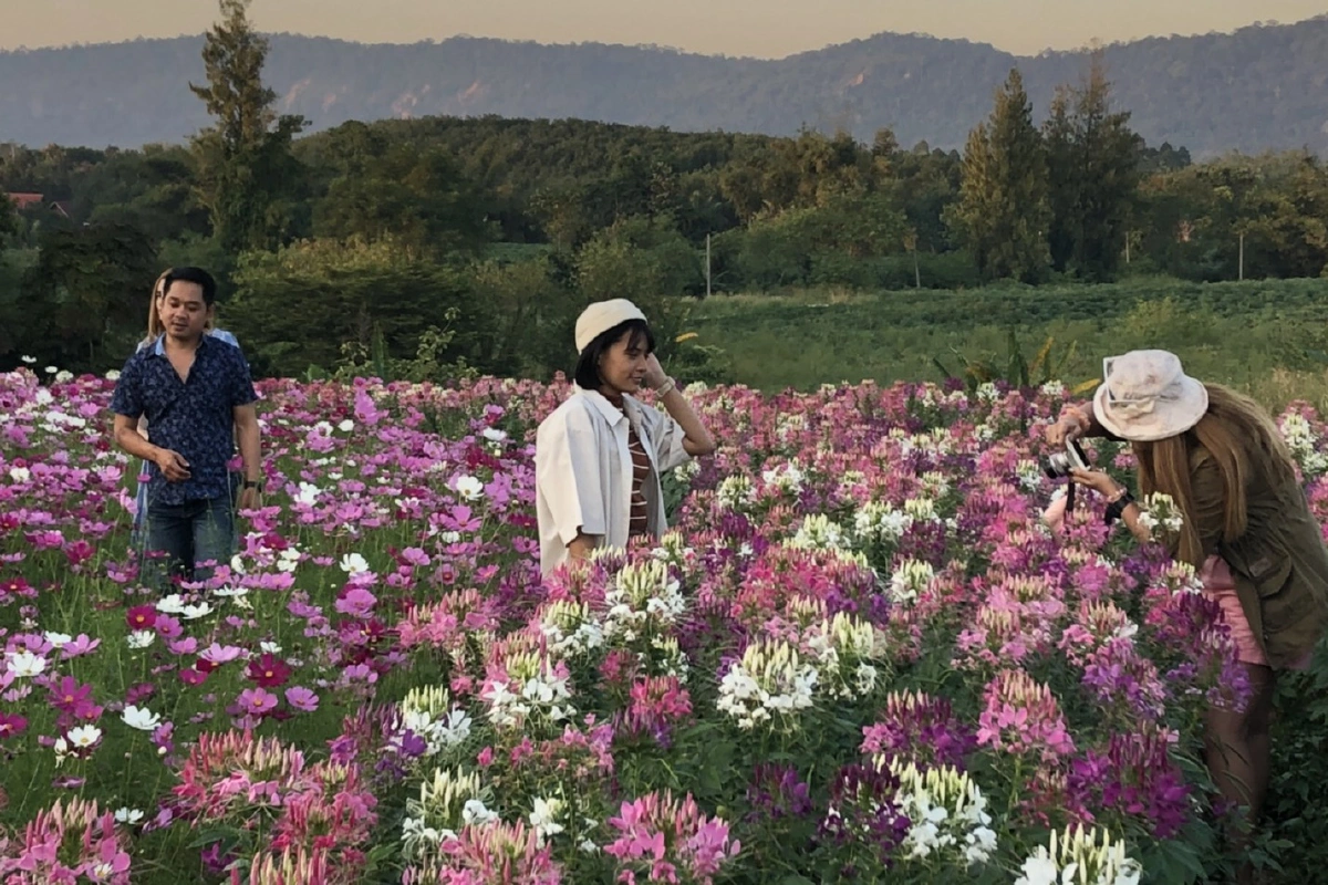 นักท่องเที่ยวแห่เซลฟี่ทุ่งดอกไม้สัมผัสอากาศหนาววังน้ำเขียวคึกคัก
