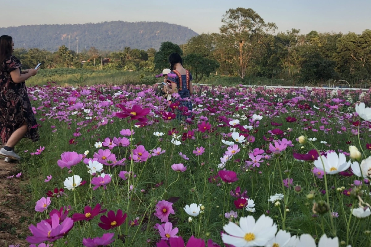 นักท่องเที่ยวแห่เซลฟี่ทุ่งดอกไม้สัมผัสอากาศหนาววังน้ำเขียวคึกคัก