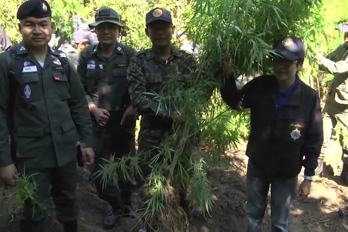 สกลนครลุยตัดทำลายแปลงกัญชาผิดกฎหมายบนเขาภูพาน