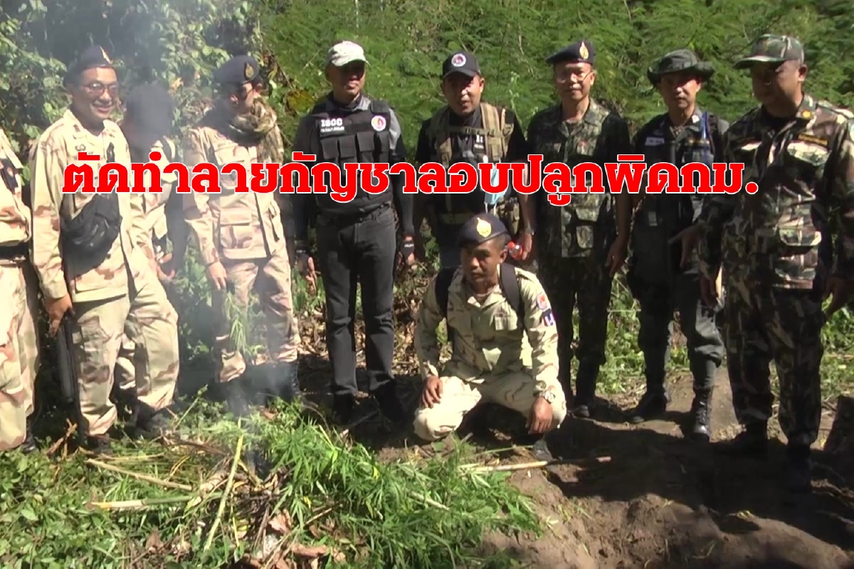สกลนครลุยตัดทำลายแปลงกัญชาผิดกฎหมายบนเขาภูพาน สกลนครลุยตัดทำลายแปลงกัญชาผิดกฎหมายบนเขาภูพาน