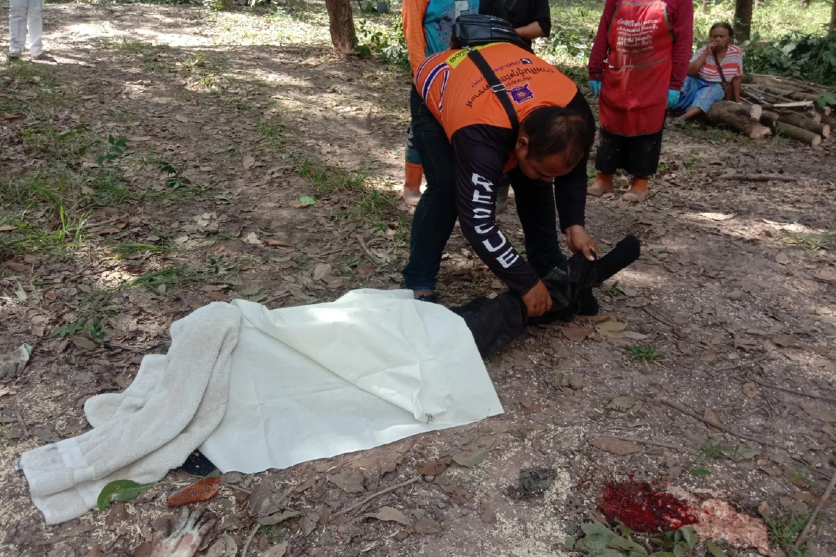  รถแทรกเตอร์คีบไม้ไหลล้อใหญ่ทับร่างลุงดับสยอง