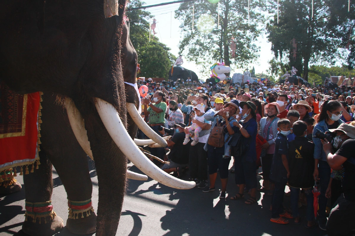 ตื่นตานักท่องเที่ยวงานเลี้ยงอาหารช้างสุรินทร์ปี63