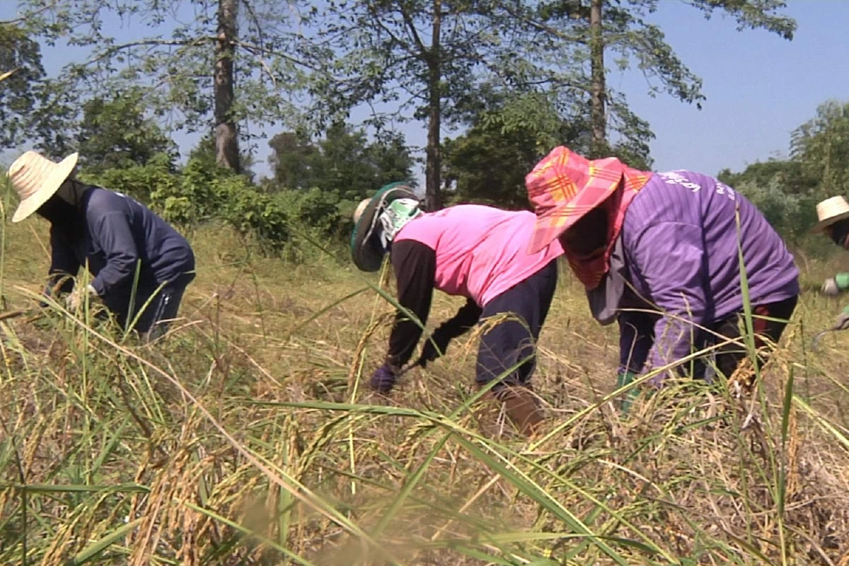 ชาวนาขอนแก่นรับเงินประกันราคาข้าวแล้วกว่า7พันราย