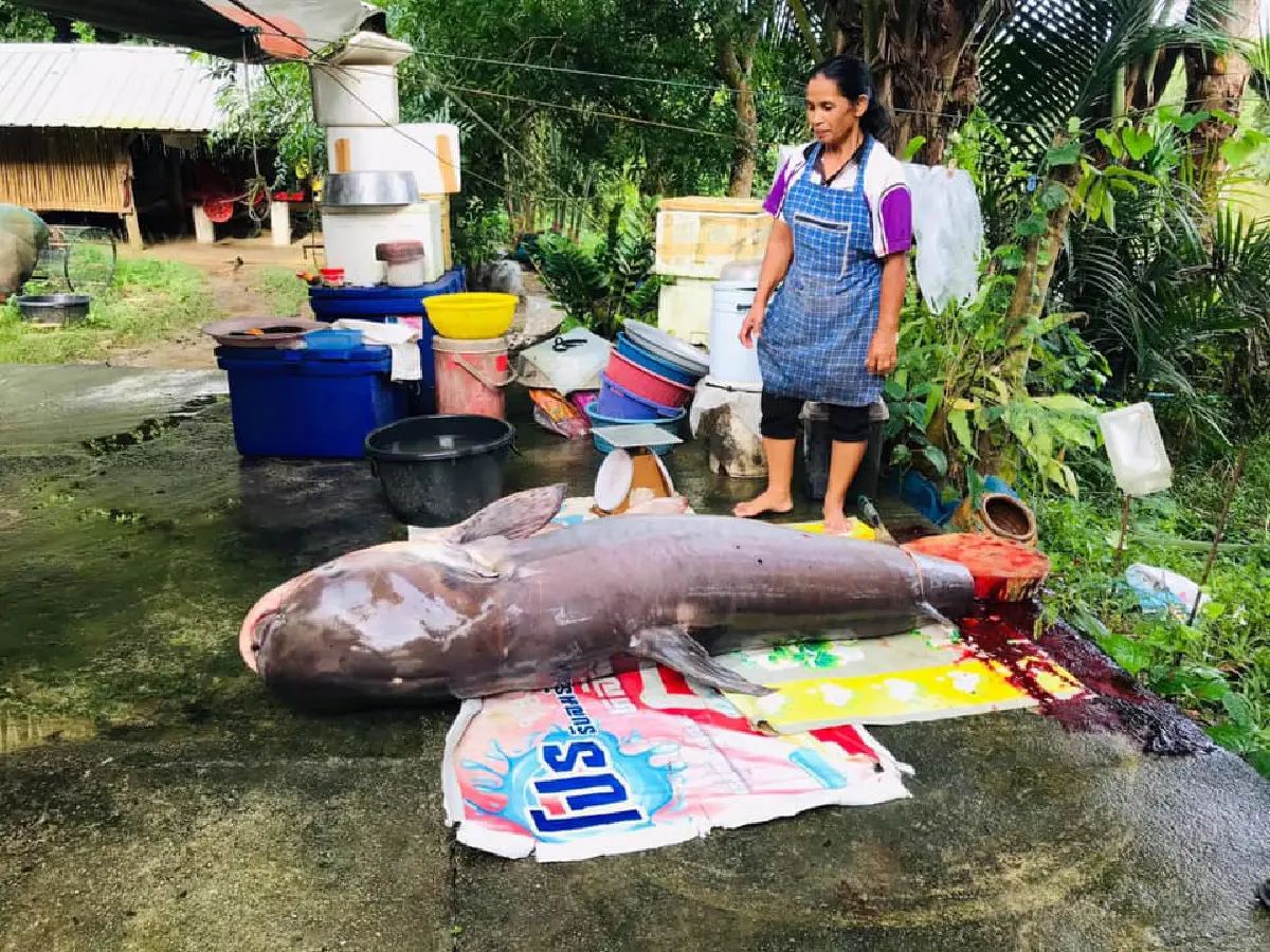 ตะลึง!ชาวบ้านยกยอคลองชะอวดติดปลาบึกยักษ์น้ำหนักเกือบ200กก.