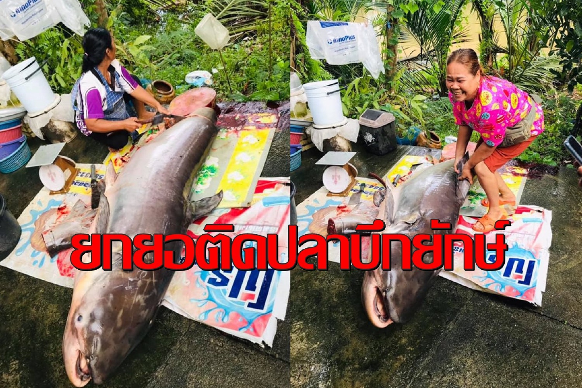 ตะลึง!ชาวบ้านยกยอคลองชะอวดติดปลาบึกยักษ์น้ำหนักเกือบ200กก. ตะลึง!ชาวบ้านยกยอคลองชะอวดติดปลาบึกยักษ์น้ำหนักเกือบ200กก.