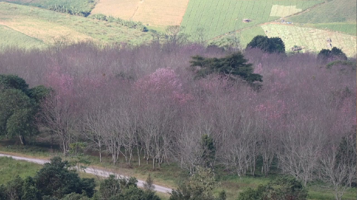 ดอกซากุระเมืองไทยบานแล้ว10%เดือนหน้าพร้อมรับนักท่องเที่ยว