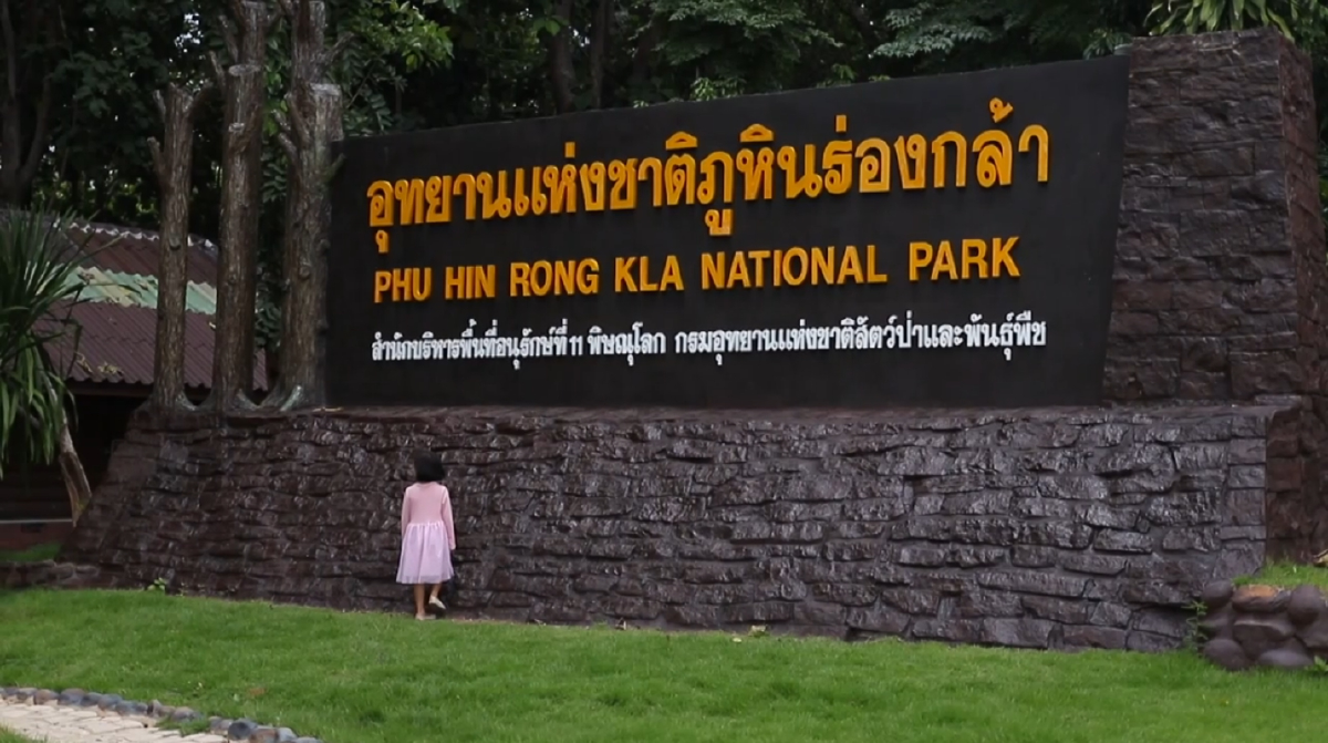 ดอกซากุระเมืองไทยบานแล้ว10%เดือนหน้าพร้อมรับนักท่องเที่ยว