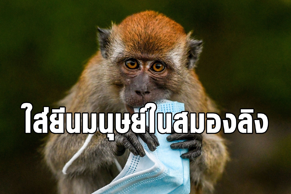 นักวิทยาศาสตร์ใส่ยีนมนุษย์ในสมองลิงทำให้โตขึ้นสองเท่า นักวิทยาศาสตร์ใส่ยีนมนุษย์ในสมองลิงทำให้โตขึ้นสองเท่า