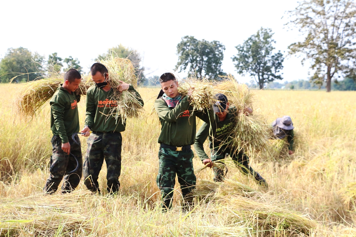 แม่ทัพภาคที่3ลงแขกเกี่ยวข้าวต้นแบบการทำนาแบบไม่เผาตอซัง