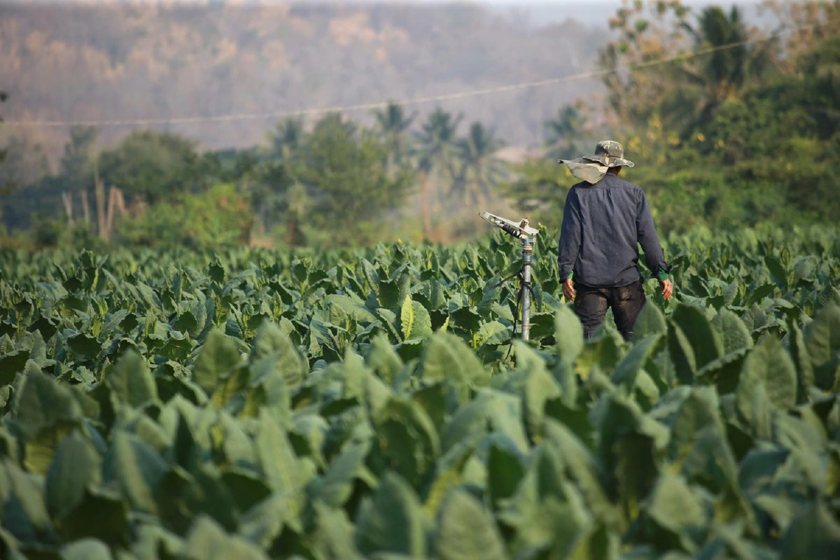 โวยนายก ชะลอจ่ายเงินชดเชยชาวไร่ยาสูบ