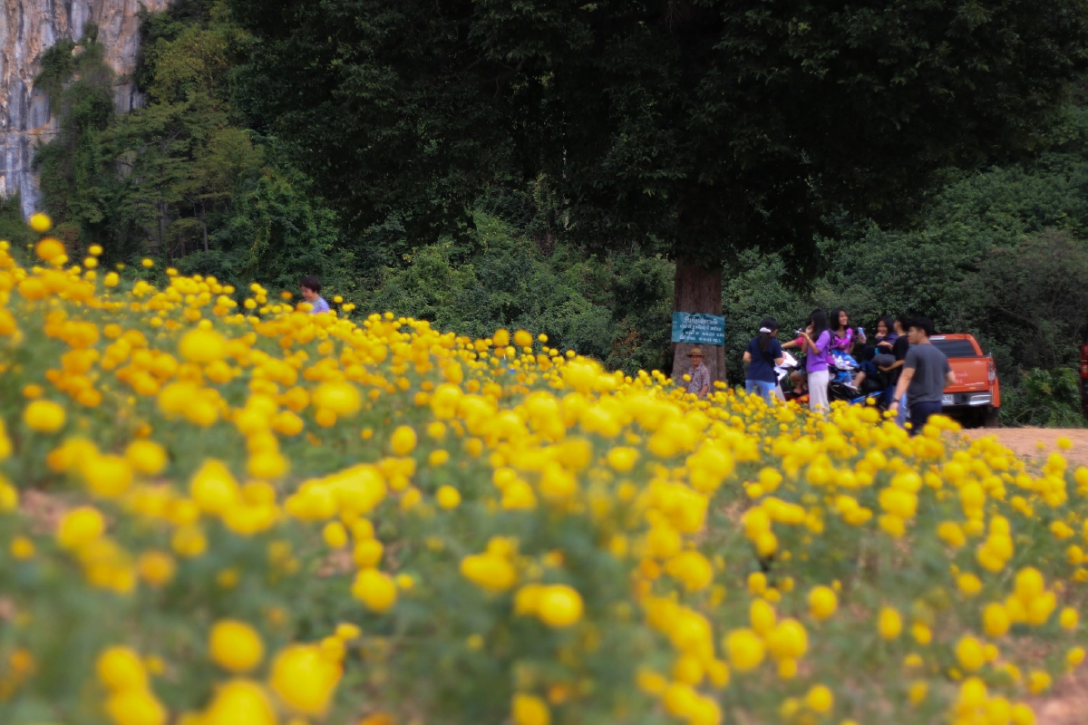 เกษตรกรปรับไร่ข้าวโพดเป็นสวนดอกดาวเรืองดึงนักท่องเที่ยว