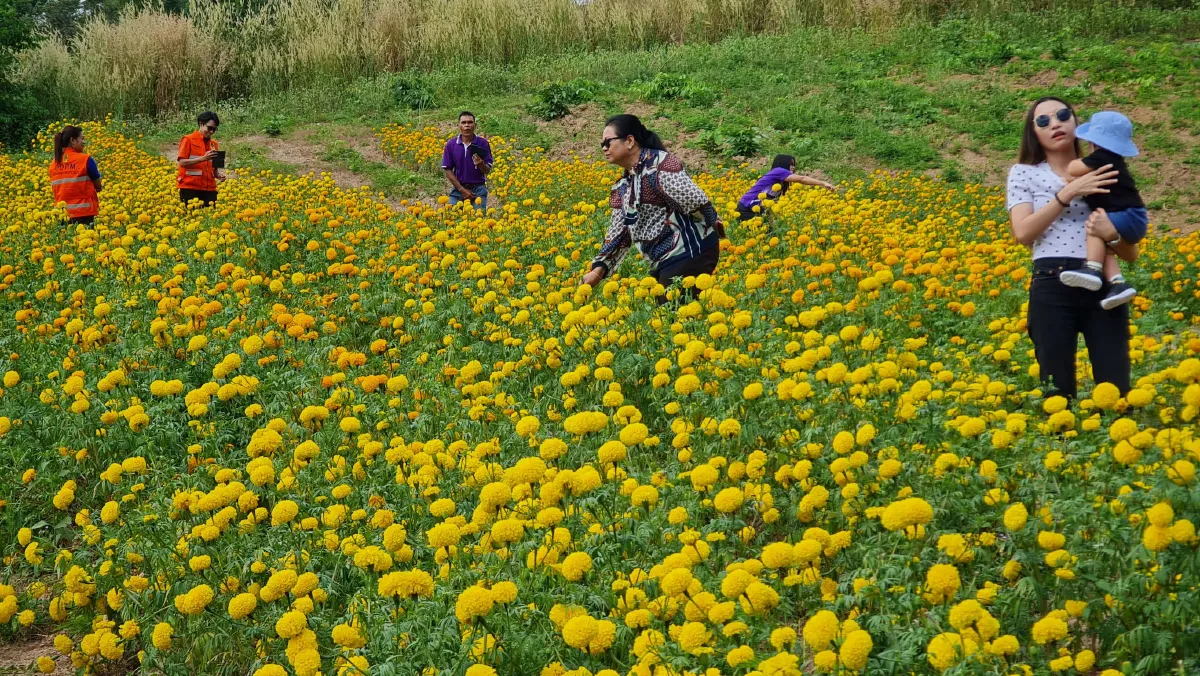 เกษตรกรปรับไร่ข้าวโพดเป็นสวนดอกดาวเรืองดึงนักท่องเที่ยว