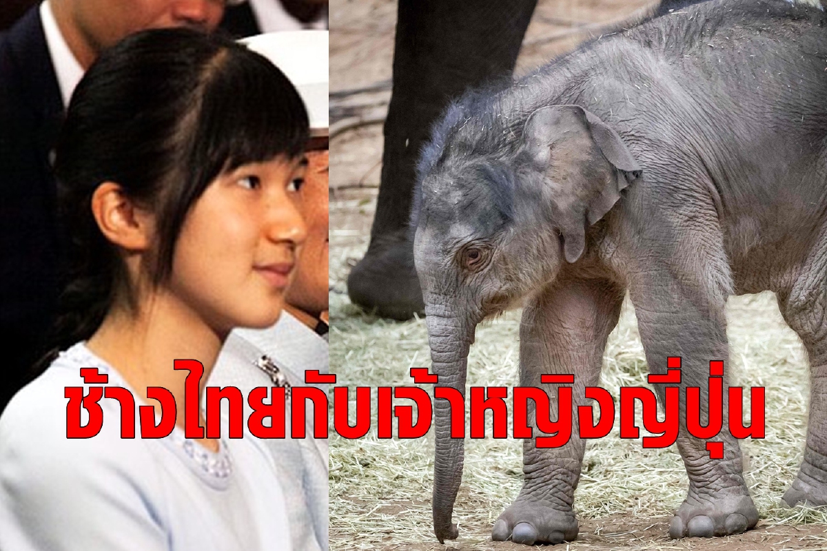 สายสัมพันธ์อันเหลือเชื่อของลูกช้างไทยกับเจ้าหญิงไอโกะ สายสัมพันธ์อันเหลือเชื่อของลูกช้างไทยกับเจ้าหญิงไอโกะ