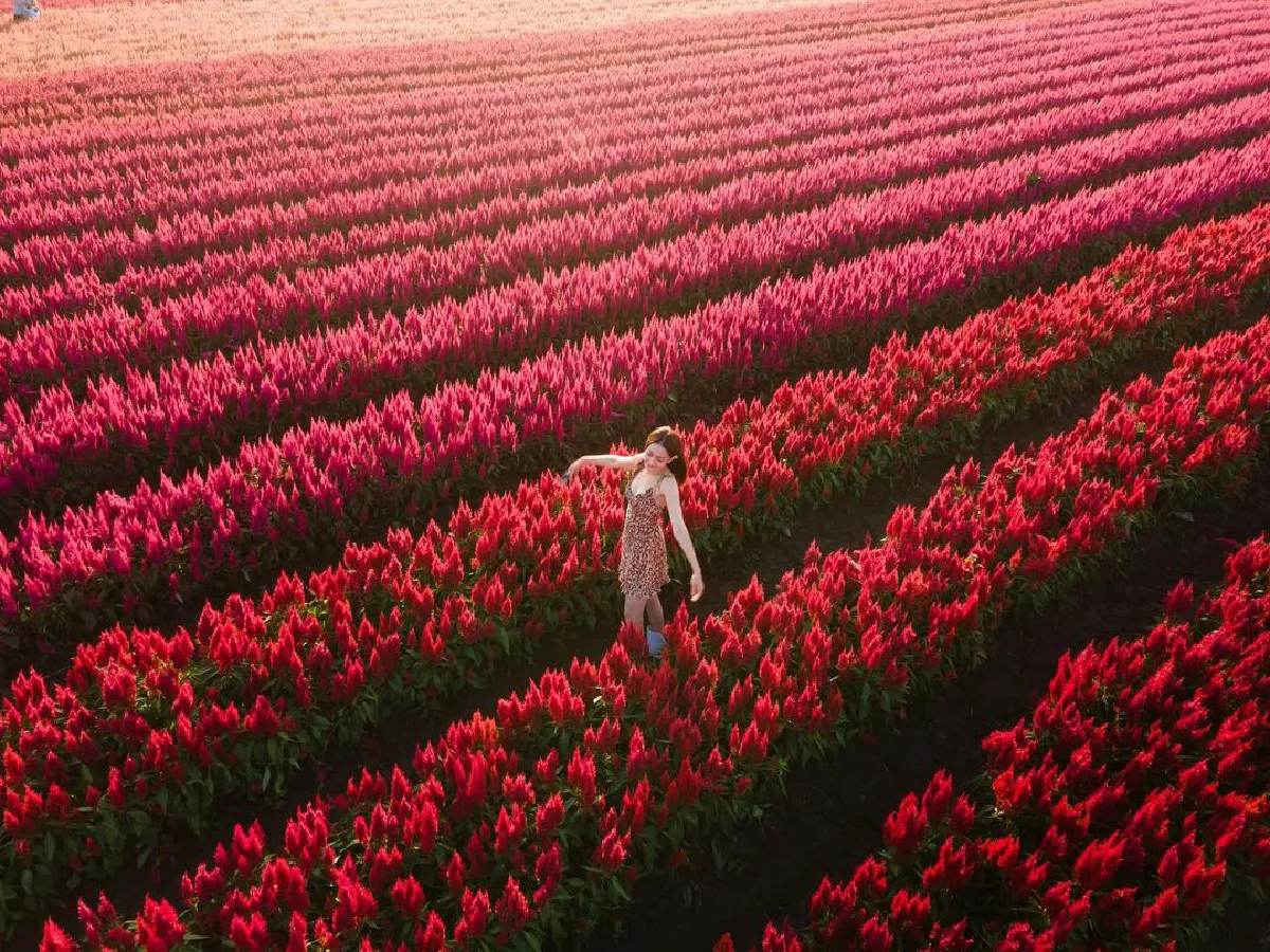 ส่องภาพ แต้ว ณฐพร-ไฮโซณัย จูงมือสวีทกลางทุ่งดอกไม้ที่เชียงใหม่