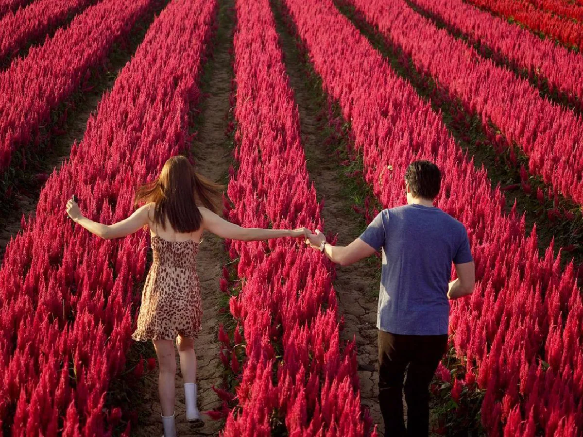 ส่องภาพ แต้ว ณฐพร-ไฮโซณัย จูงมือสวีทกลางทุ่งดอกไม้ที่เชียงใหม่