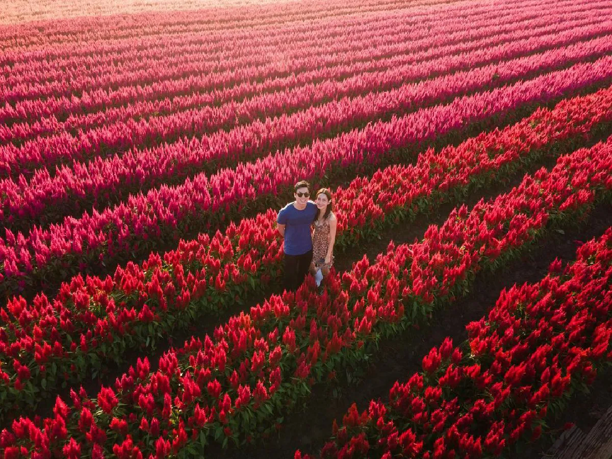 ส่องภาพ แต้ว ณฐพร-ไฮโซณัย จูงมือสวีทกลางทุ่งดอกไม้ที่เชียงใหม่