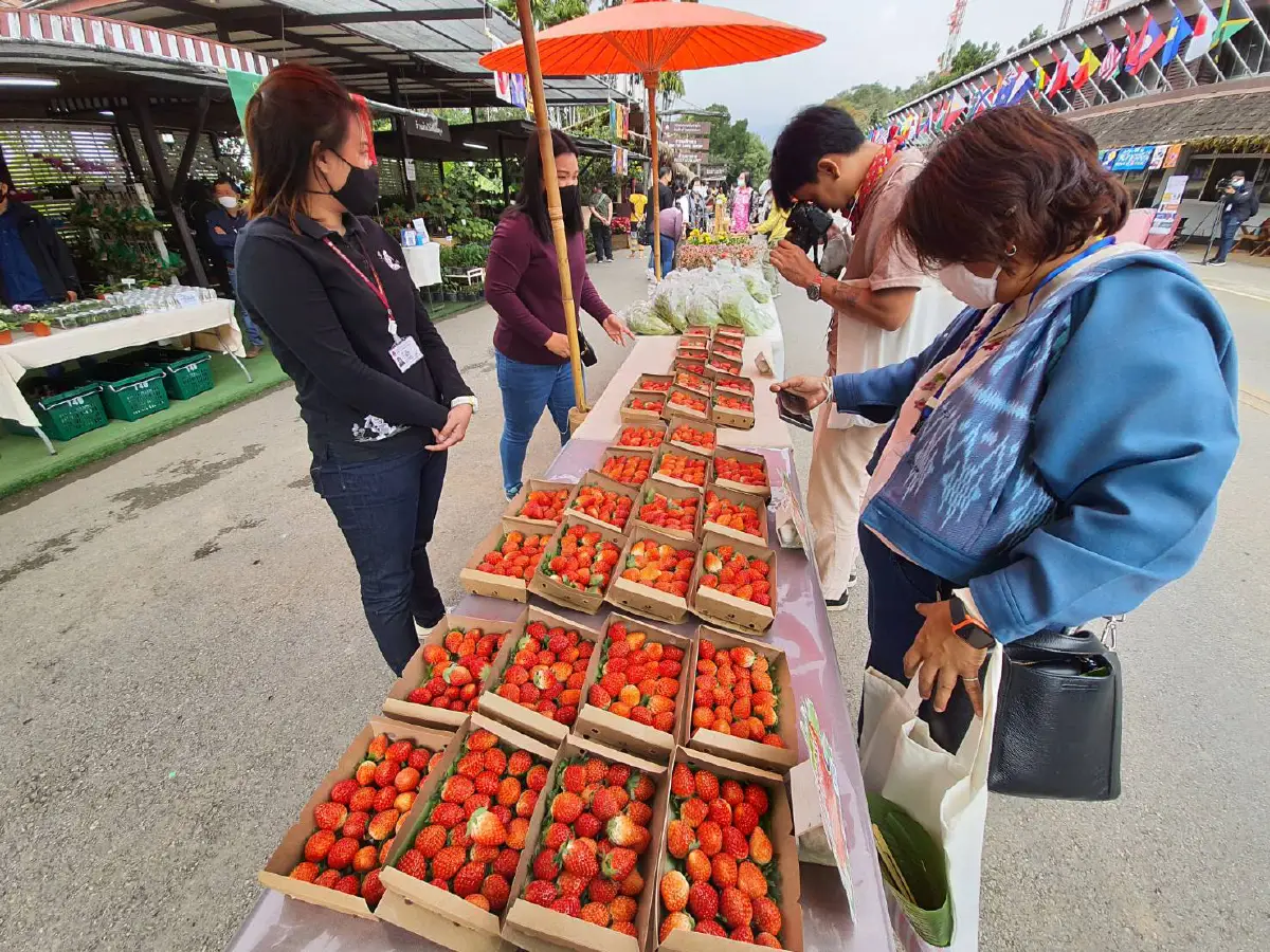 เปิดแล้วงานใหญ่ระดับประเทศ“สีสันแห่งดอยตุง ครั้งที่ 7”