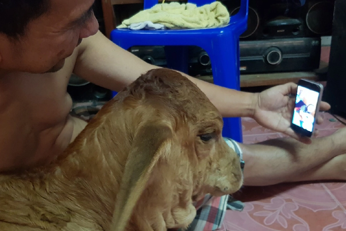 เปิดตัวนายหนังตะลุงอุ้มลูกวัวหนีน้ำท่วมเลี้ยงไว้บนบ้าน