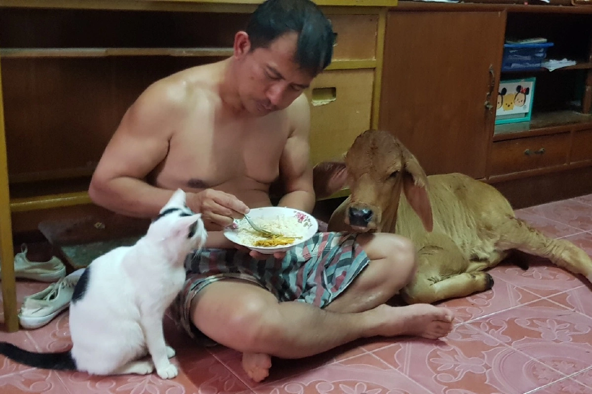 เปิดตัวนายหนังตะลุงอุ้มลูกวัวหนีน้ำท่วมเลี้ยงไว้บนบ้าน