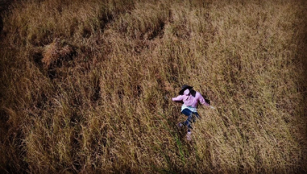 "ตั๊ก-เจ้าสัวบุญชัย" สุดชิล พากันจับเคียวลงนาเกี่ยวข้าว เลี้ยงควายด้วยตัวเอง