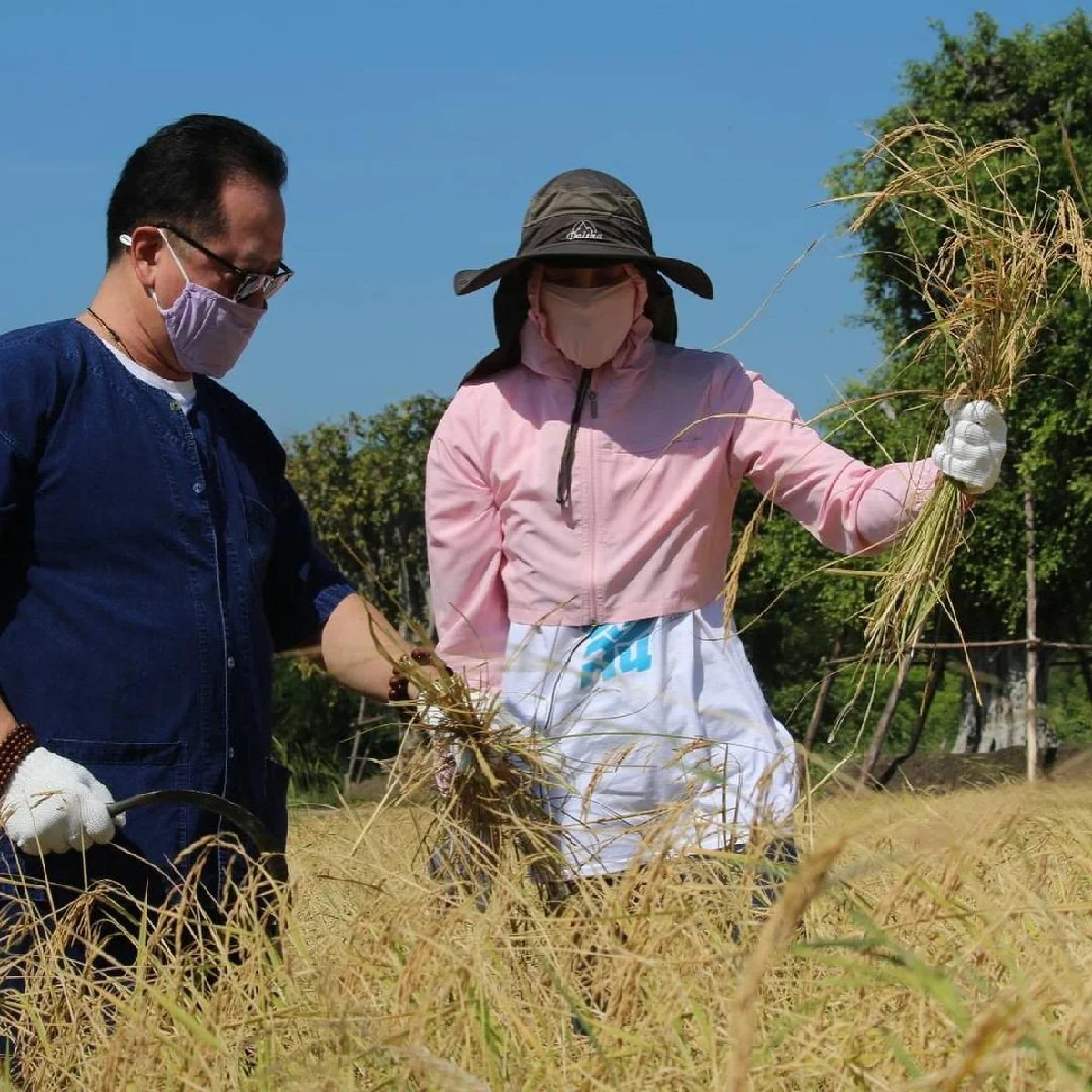 "ตั๊ก-เจ้าสัวบุญชัย" สุดชิล พากันจับเคียวลงนาเกี่ยวข้าว เลี้ยงควายด้วยตัวเอง