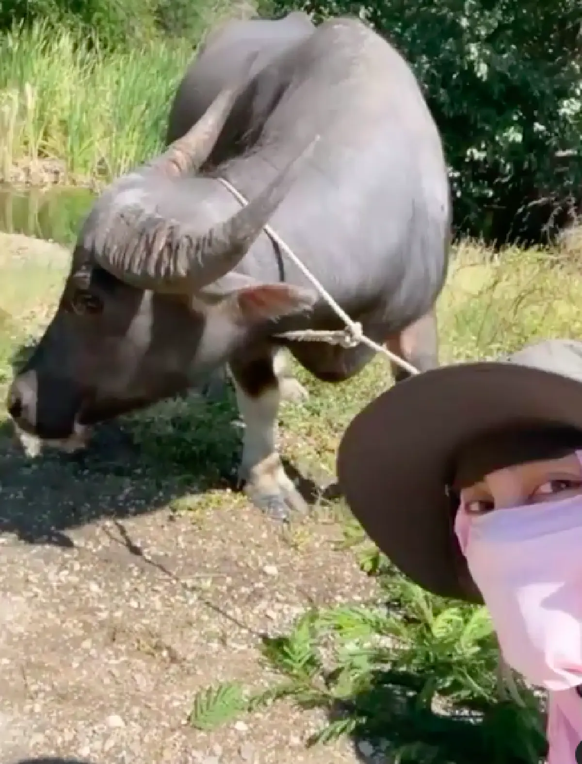 "ตั๊ก-เจ้าสัวบุญชัย" สุดชิล พากันจับเคียวลงนาเกี่ยวข้าว เลี้ยงควายด้วยตัวเอง