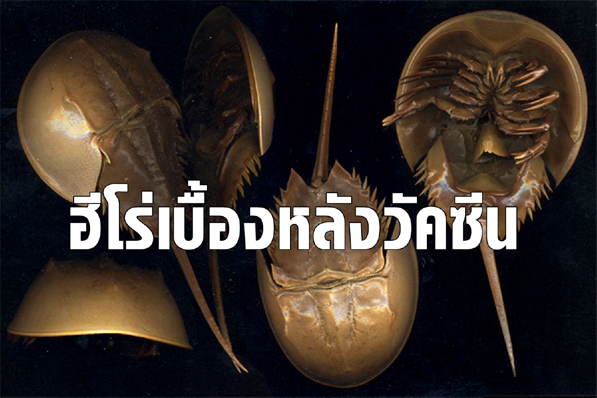 'เลือดแมงดาทะเล'ส่วนผสมสุดแพงของวัคซีนช่วยชีวิตคนนับล้าน 'เลือดแมงดาทะเล'ส่วนผสมสุดแพงของวัคซีนช่วยชีวิตคนนับล้าน