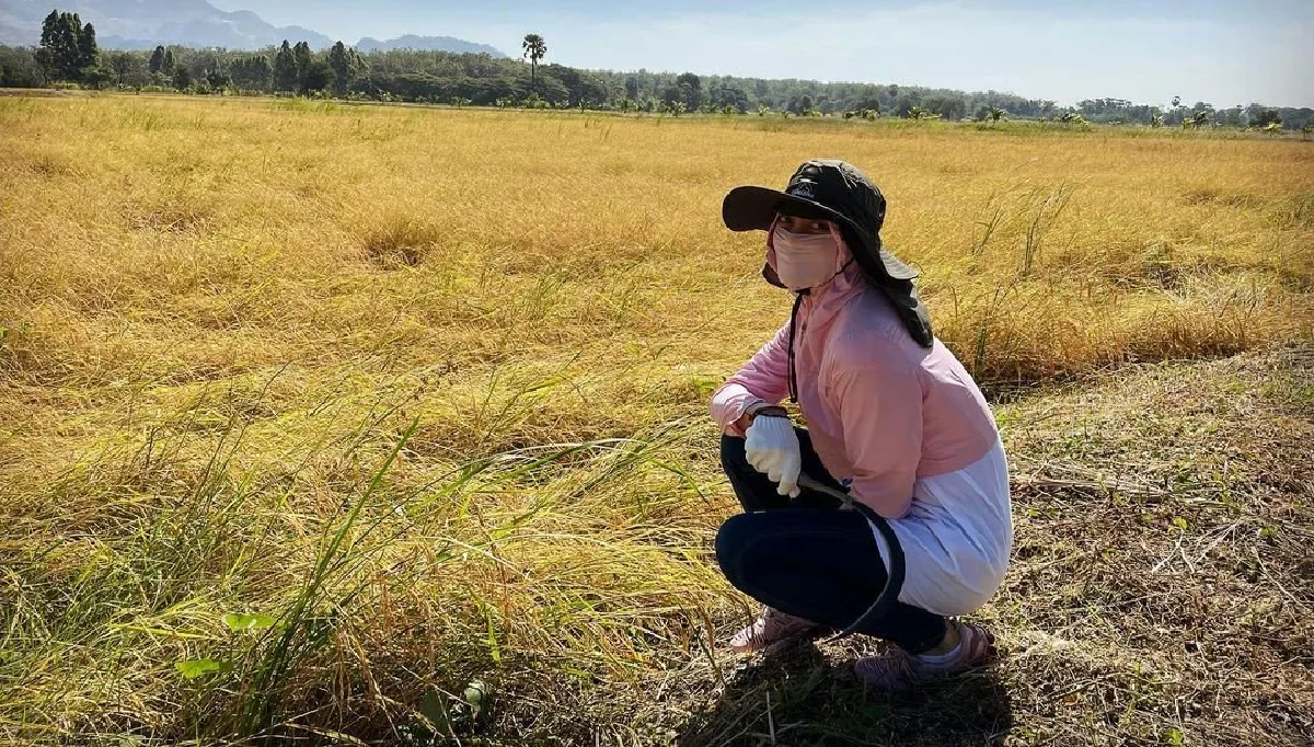 "ตั๊ก-เจ้าสัวบุญชัย" สุดชิล พากันจับเคียวลงนาเกี่ยวข้าว เลี้ยงควายด้วยตัวเอง