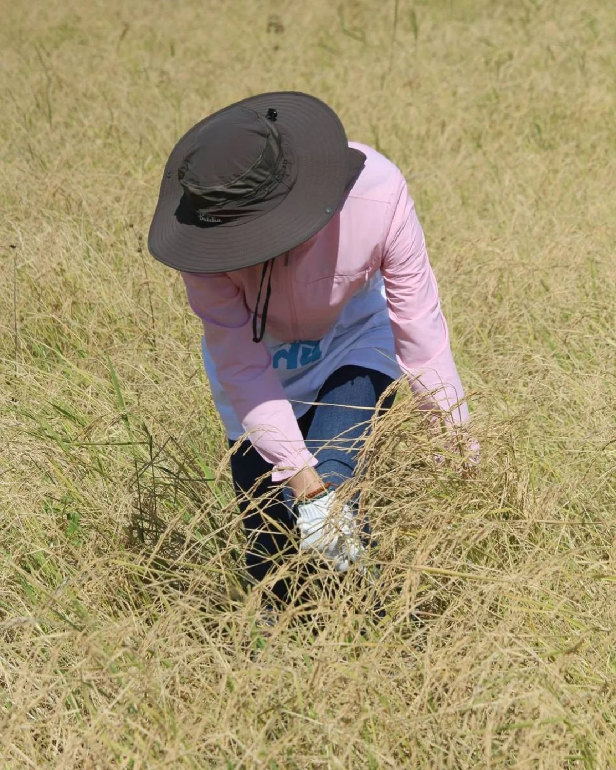 "ตั๊ก-เจ้าสัวบุญชัย" สุดชิล พากันจับเคียวลงนาเกี่ยวข้าว เลี้ยงควายด้วยตัวเอง