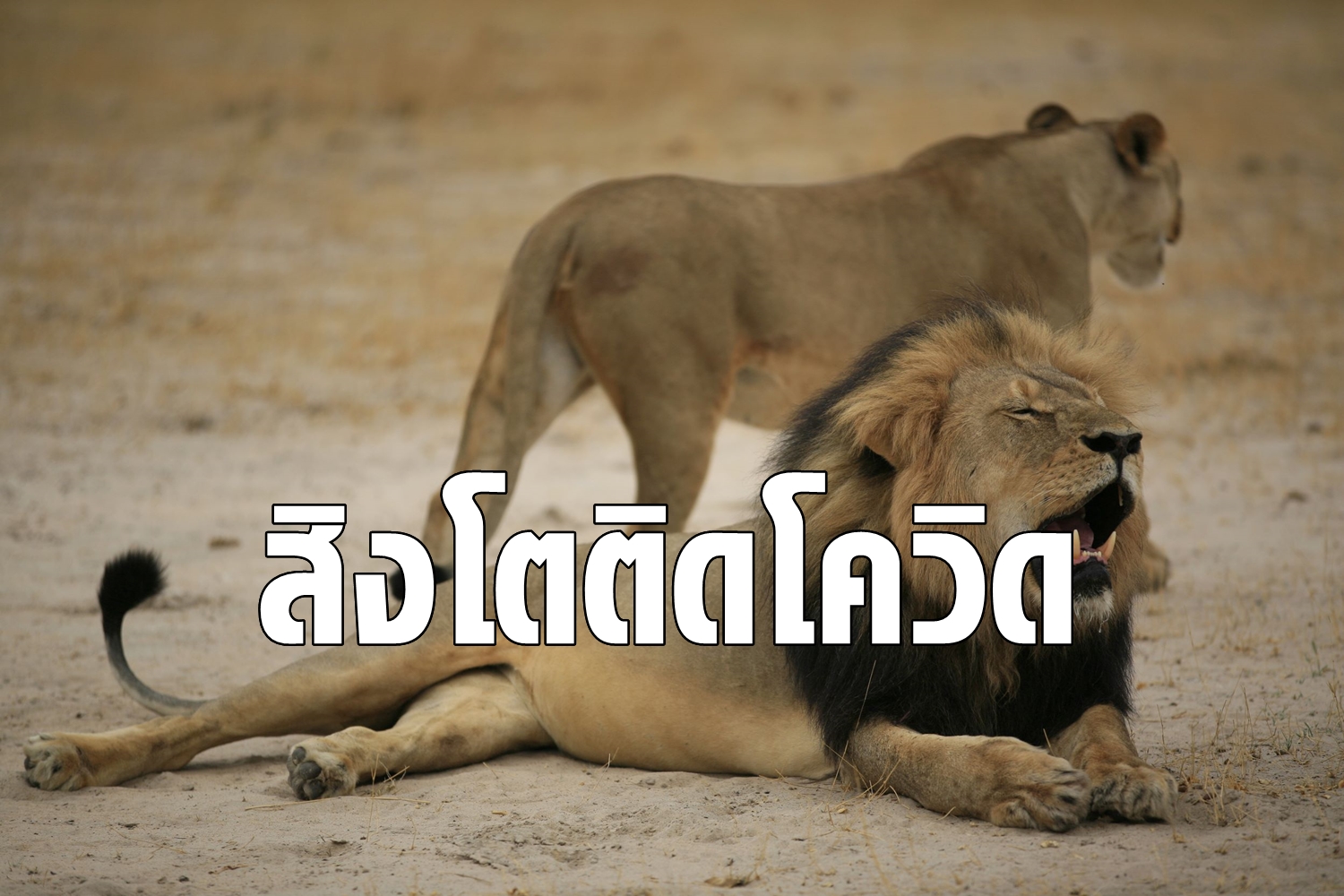 สิงโต 4 ตัวในสวนสัตว์สเปนติดโควิด-19