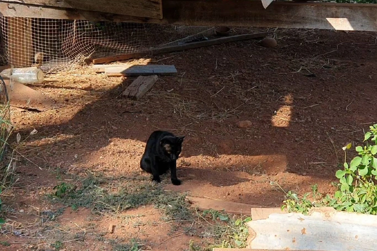 แมวตายเกือบยกหมู่บ้านเจอโรคไวรัสระบาด! 