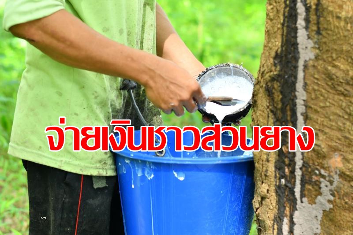 ธ.ก.ส. เดินหน้าโอนเงินประกันรายได้เกษตรกรชาวสวนยาง ระยะที่ 2 ธ.ก.ส. เดินหน้าโอนเงินประกันรายได้เกษตรกรชาวสวนยาง ระยะที่ 2