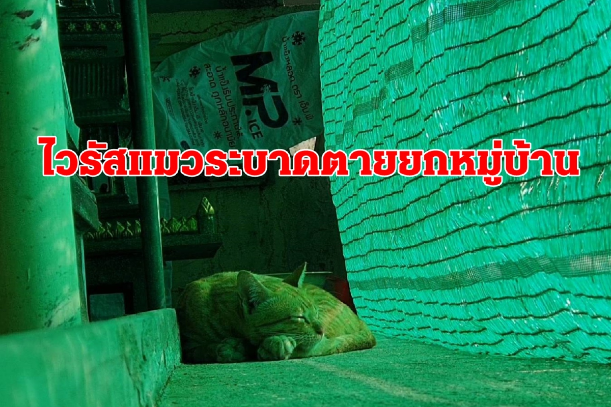 แมวตายเกือบยกหมู่บ้านเจอโรคไวรัสระบาด! แมวตายเกือบยกหมู่บ้านเจอโรคไวรัสระบาด!