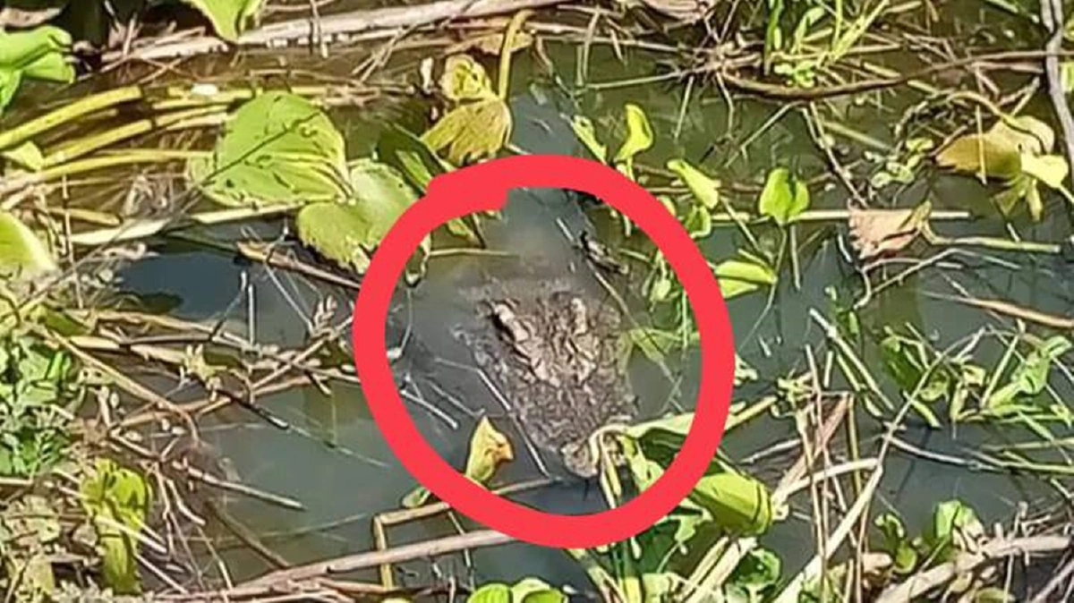 ตะลึงตาค้าง!หนุุ่มหาปลาเจอจระเข้ยักษ์นอนอ้าปากอาบแดด