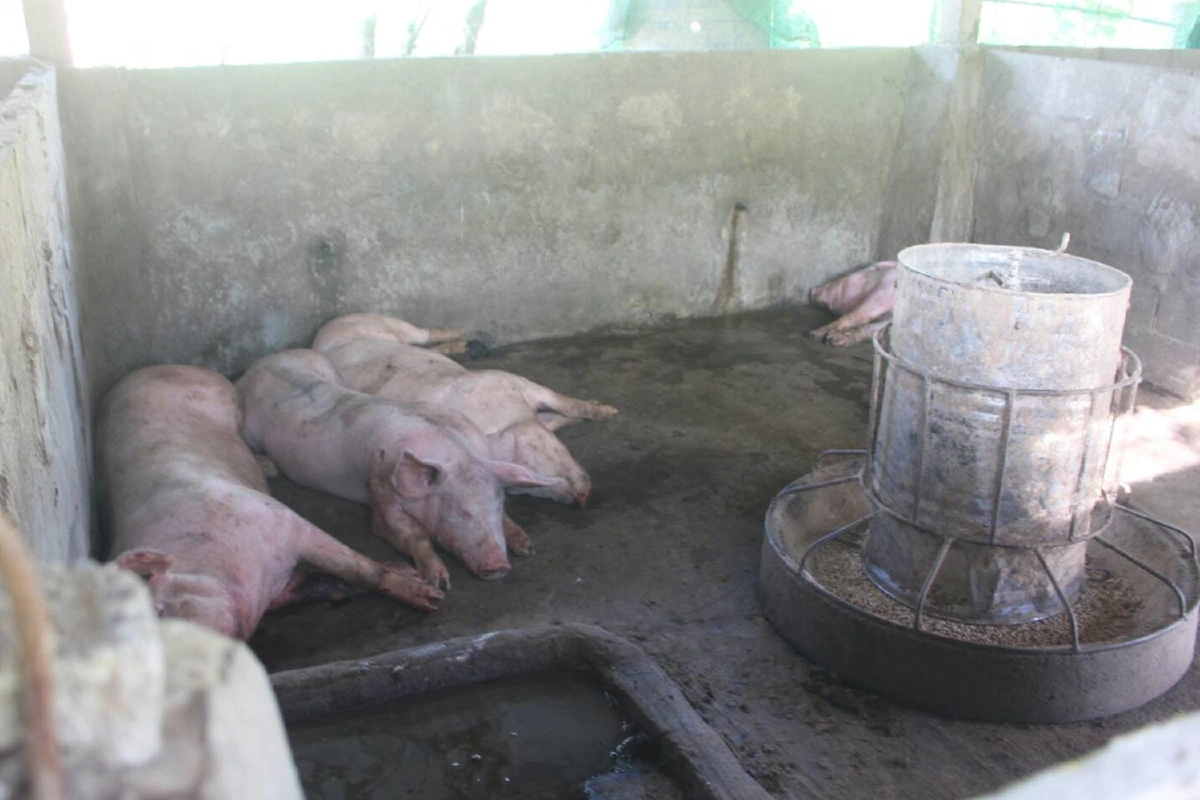 สุกรเลี้ยงโคราชตายปริศนาต่อเนื่อง ปศุสัตว์เร่งหาสาเหตุโรคระบาด