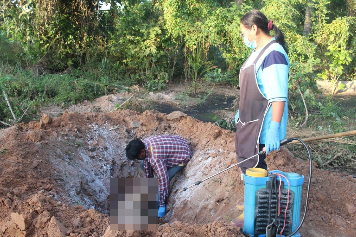 สุกรเลี้ยงโคราชตายปริศนาต่อเนื่อง ปศุสัตว์เร่งหาสาเหตุโรคระบาด