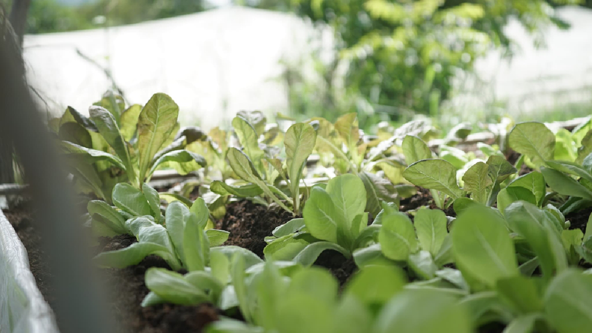 “สมโภช ทับเจริญ” ชายผู้สร้างเงิน 1,500 ล้านจากพื้นที่เกษตร